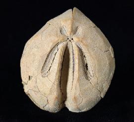 Ova canaliferus (LAMARCK 1816) - Bild © FossNet FossilienStore